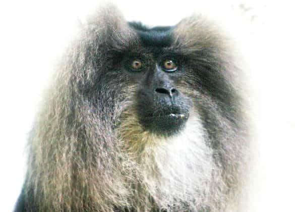 動物図鑑・シシオザル